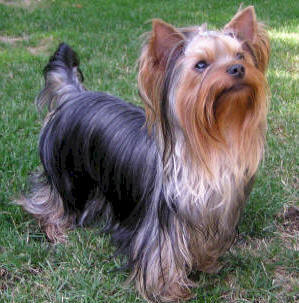 Yorkshire Terrier